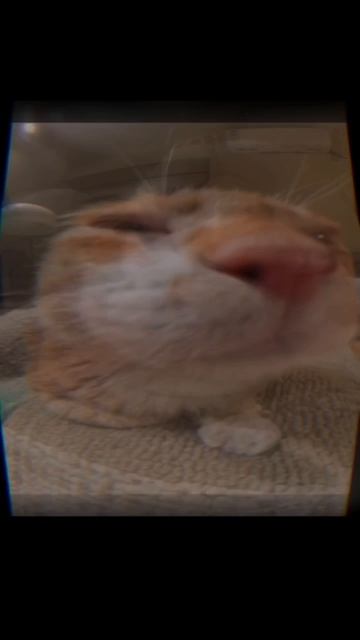 Новое видео от Халфик