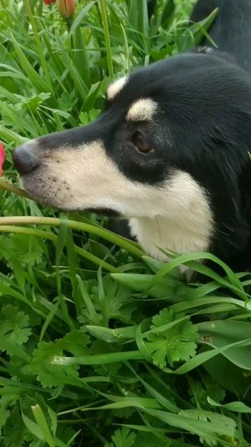 Зося и тюльпаны