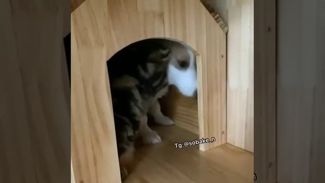 VID_20260425_174950_975.mp4