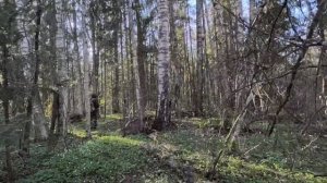 старинная деревня Каменка металлокоп