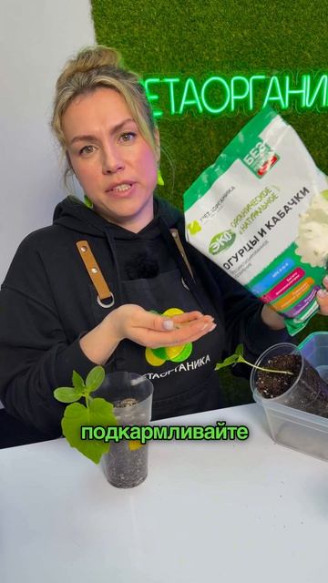 Как собрать большой урожай огурцов в 2026 году — зависит от условий, а не только от сорта.