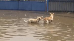 Голая пристань. Улица 1 мая. Затопило. June 2023