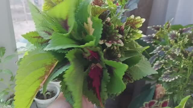 Солнечное настроение с утра / начеренковала ещё Колеусов