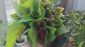 Солнечное настроение с утра / начеренковала ещё Колеусов