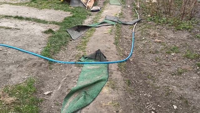 Христофер нашёл НОВЫЙ дом. Царь ждёт Вас. #ЦЕНА 25 тр #купить_щенка_чихуахуа_продаю +79215950848