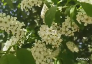 *** МАРИНА ЖУРАВЛЁВА - " АХ, ЧЕРЁМУХА БЕЛАЯ..." ***