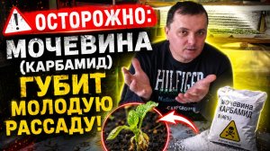 Какое удобрение губит рассаду томатов и перцев (и чем его заменить).