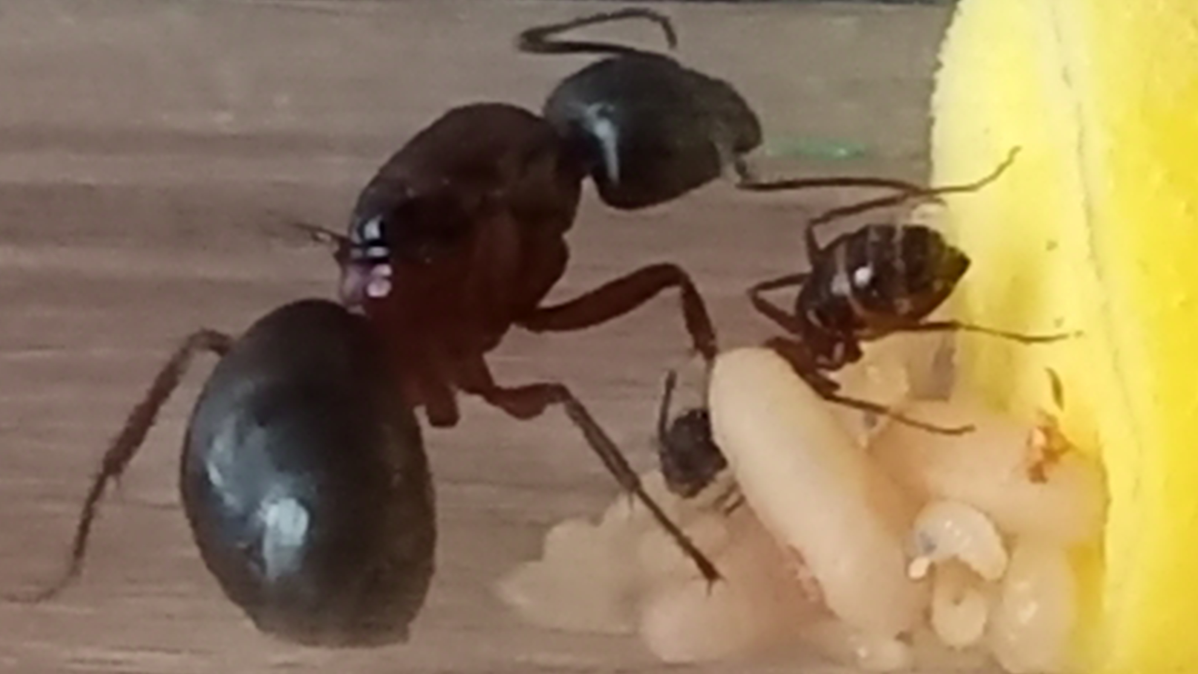 Про муравьёв Компанотус Геркулянус