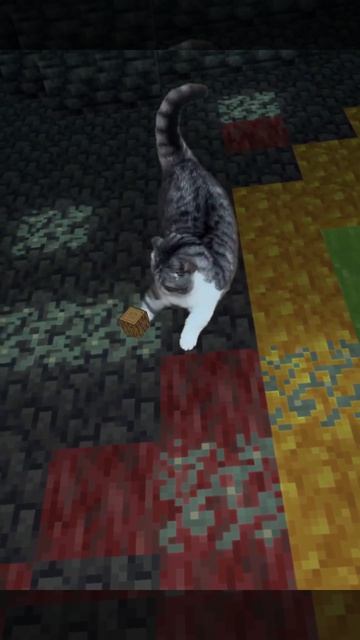 котик в Майнкрафте
