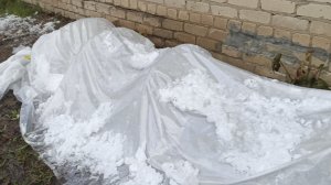 25.04.26 Мокрый снег раздавил парник.Свёкла взошла в темноте.Огурчики проклюнулись