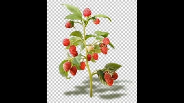 красные закулисья