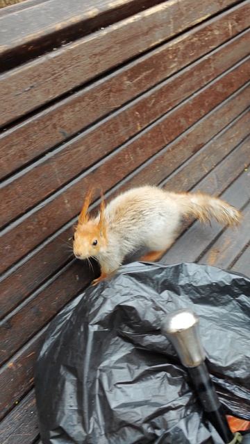 Белка пришла за шишкой