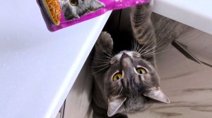 Влог. Обмануть кота не получилось. Вот теперь я успокоилась, устранив ещё одну неприятность!