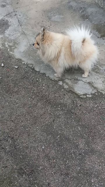 Кетти злая собака🐶