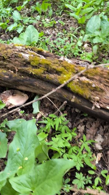 В лесу я нашел поляну, полную грибов.