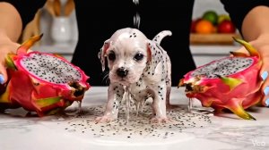 Какого фруктового питомца вы бы выбрали? 10-минутная расслабляющая ASMR-подборка