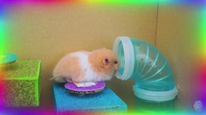 Большое приключение маленького хомячка прохождение лабиринта веселья! серия 2