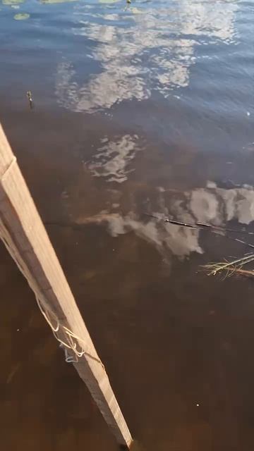 Шустрая ондатра.