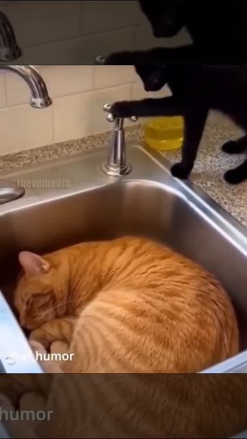 прикол с котами