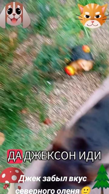 Джек забыл вкус Северного оленя🐶🐱😅