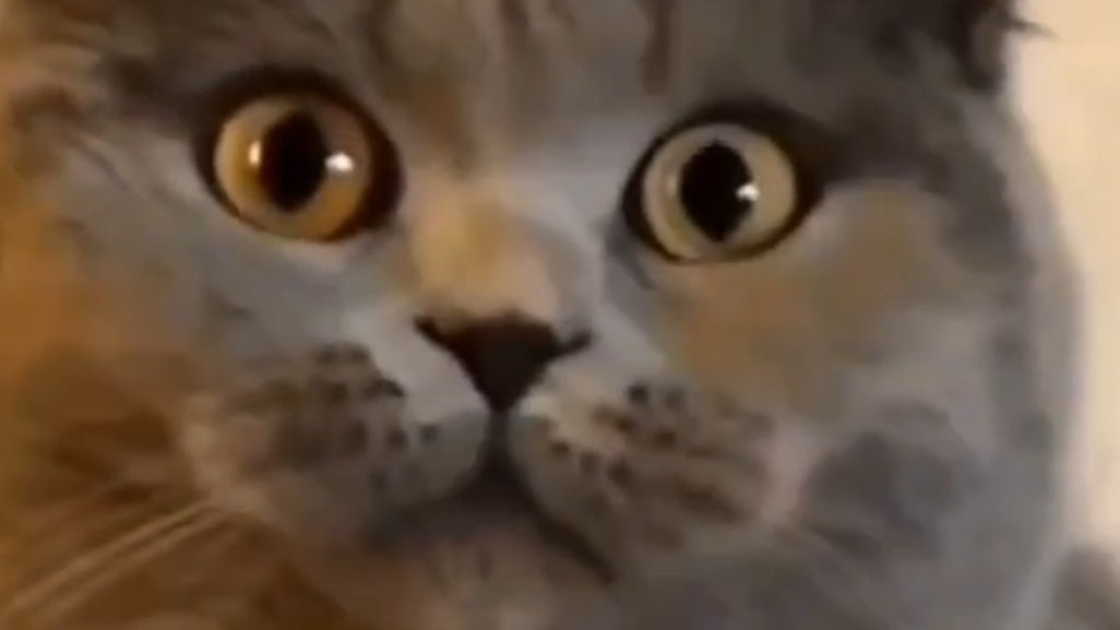 Как сделать 3д модель в чикен гане