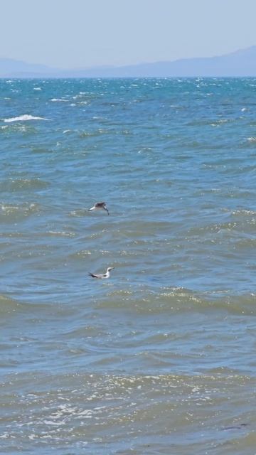 Чайки и море