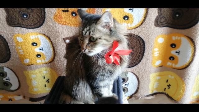 А -Мия выставка