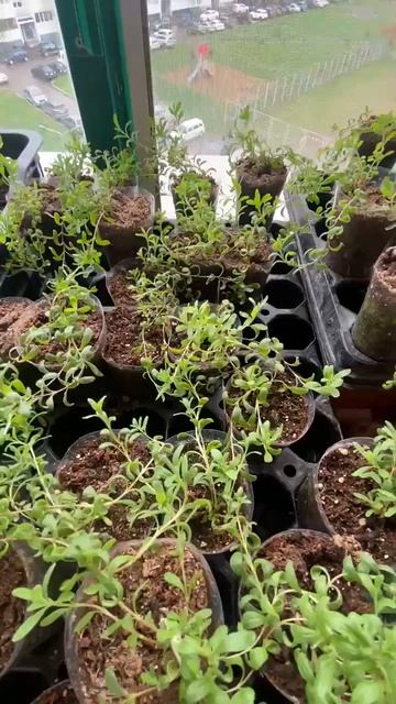 Лаванда из семян