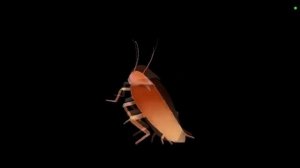 таракан танцует под татарстан супер гуд