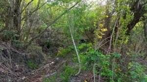 Прогулка с собакой в лес