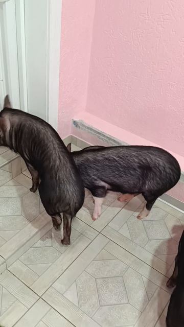 Мини-поросятки .mp4