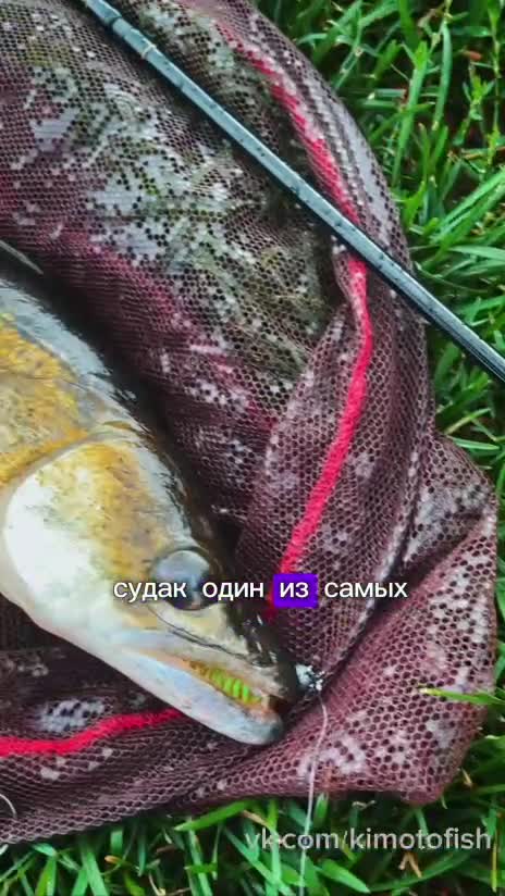 Судак: как, когда и на что его лучше ловить?