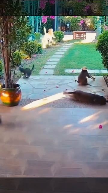 | Обезьяна с трубой беспокоит спящих собак😂 | Monkey With Trumpet Disturbing Sleeping Dogs😂 |