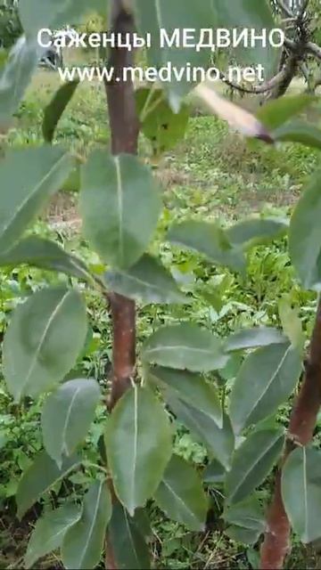 Груша Силк Кинг саженцы МЕДВИНО_ссылка в комментариях и сообщениях #shots #саженцы #питомник