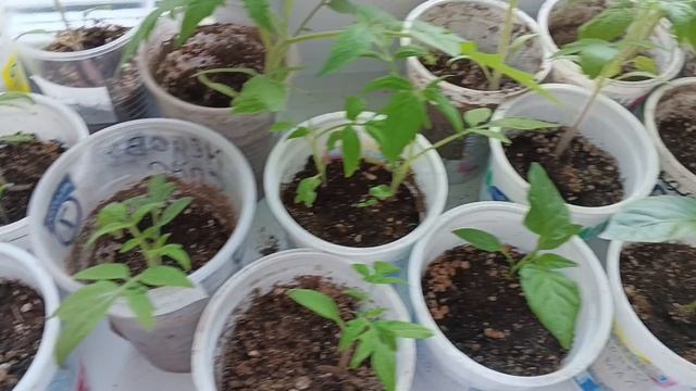 Солнечное настроение с утра / начеренковала ещё Колеусов