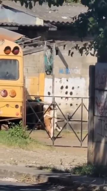 Видео от Департамент Кринжовых Видосов | ДКВ