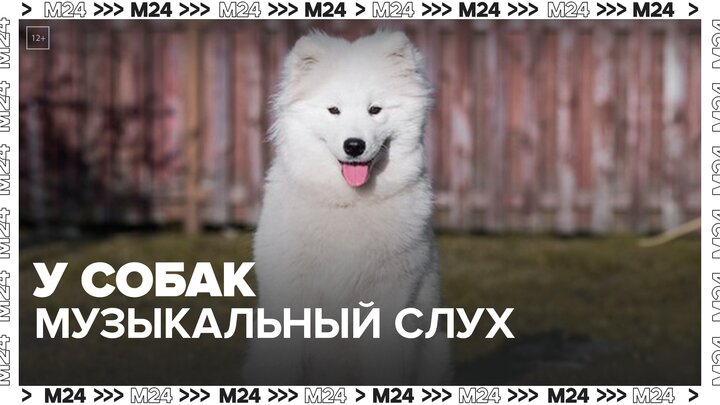 Американские ученые заявили, что собаки обладают музыкальным слухом - Москва 24
