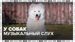 Американские ученые заявили, что собаки обладают музыкальным слухом - Москва 24