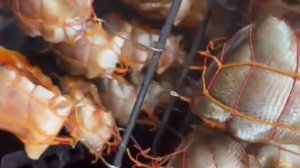 Зубатка пестрая стейк горячего копчения