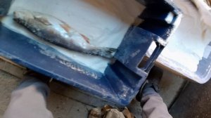 Засолка Жереха (второй этап засолки)#жерех #астраханскаяобласть