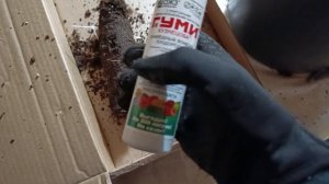 Посылка из питомника «Тамара Розы». Посадка роз.