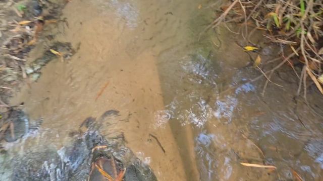 День Рождения,Подарок,Внимание,посетили Водопад*,фрукты,рынок,ужин,24.04.1926г,ВЬЕТНАМ