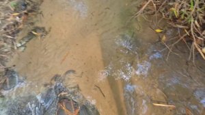 День Рождения,Подарок,Внимание,посетили Водопад*,фрукты,рынок,ужин,24.04.1926г,ВЬЕТНАМ