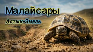 Грибной провал, но отличная прогулка | Алтын-Эмель, Майлайсары | 22 апреля 2026