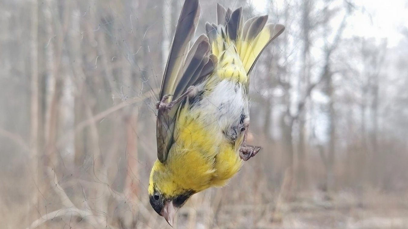 Дрозды (певчие/чёрный), чижи