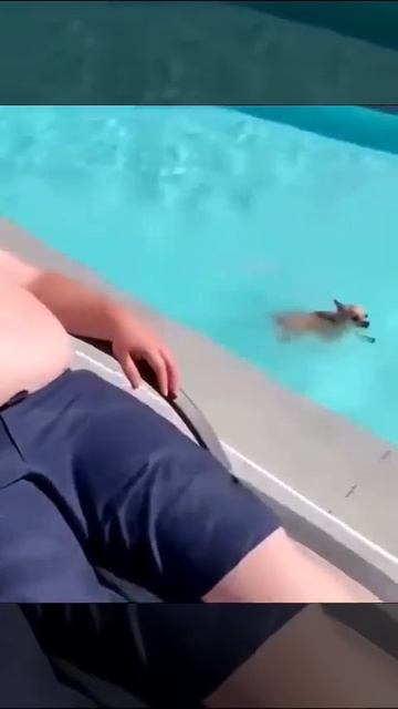 собака в край обнаглела