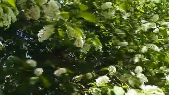 *** МАРИНА ЖУРАВЛЁВА - 