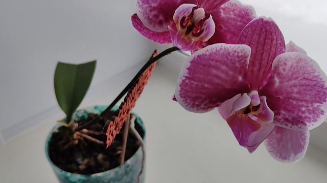 Мои растишки.