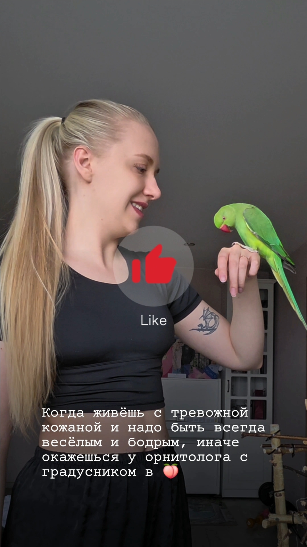 Ожереловый попугай Рики