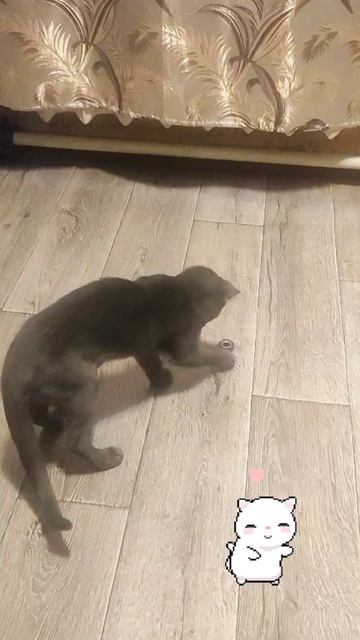 Кеша развлекается!